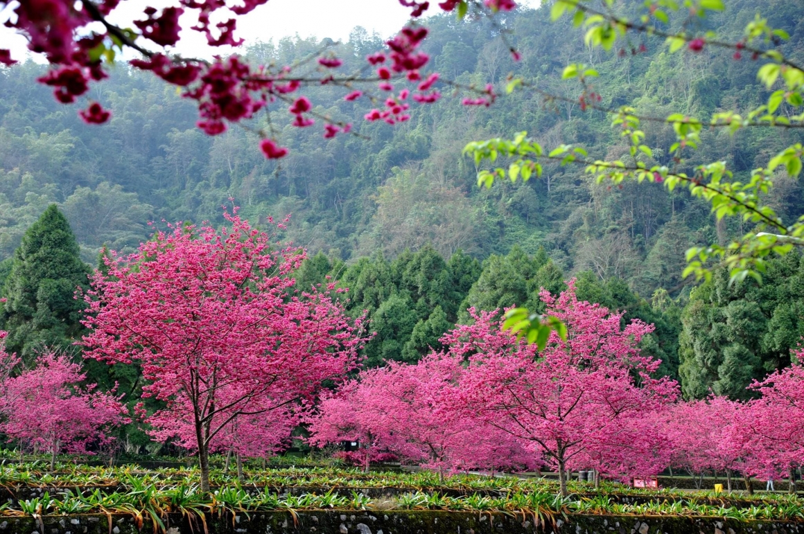 2026九族櫻花祭 (10)