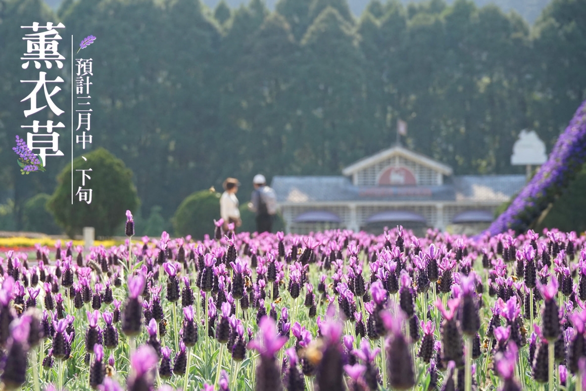 2026九族櫻花祭 (1)