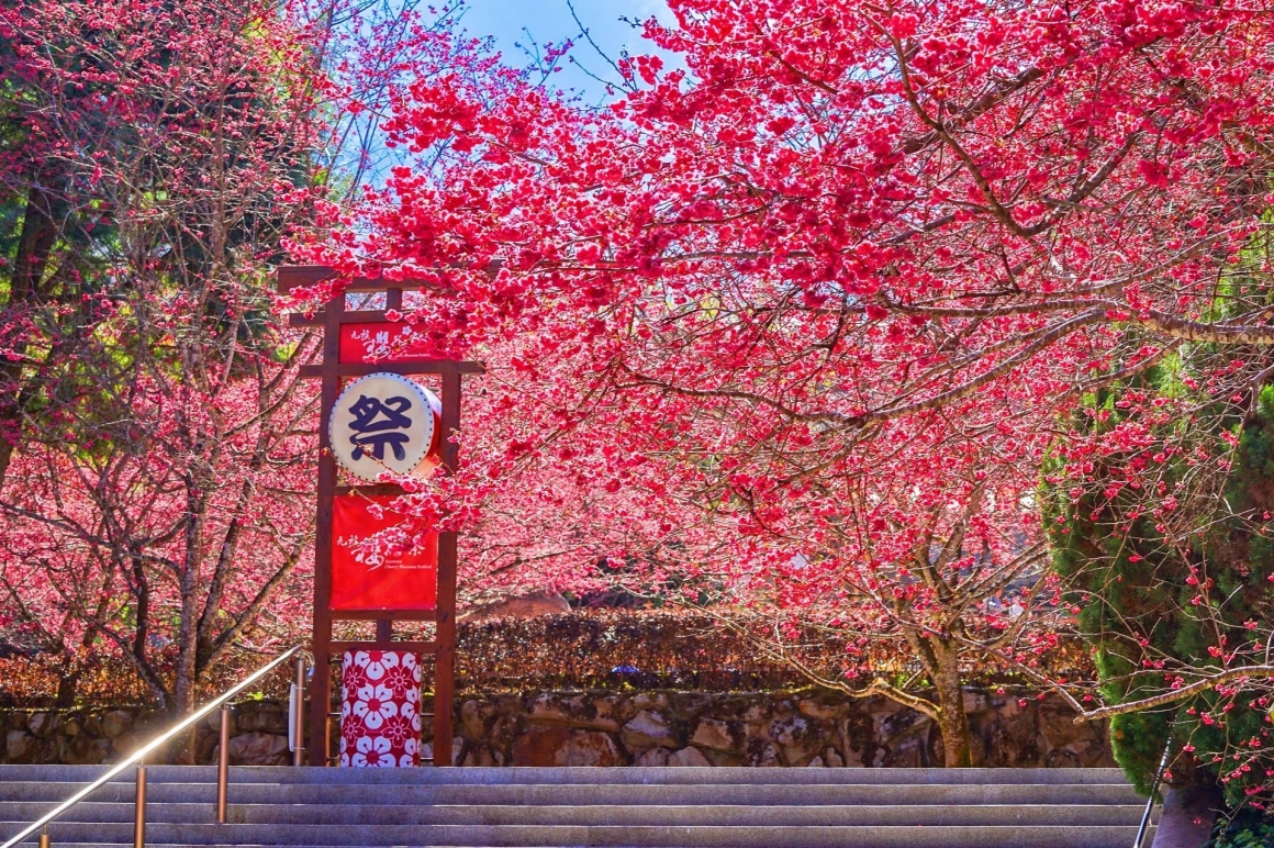 2026九族櫻花祭 (8)