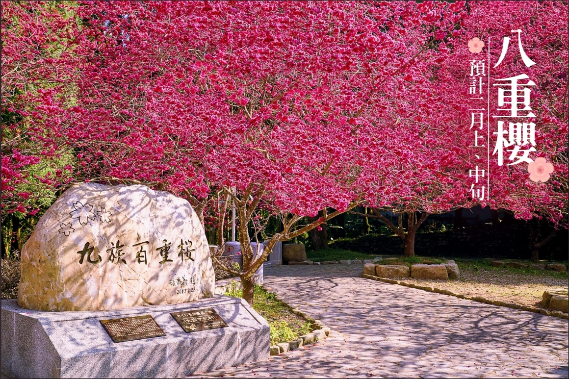 2026九族櫻花祭 (4)