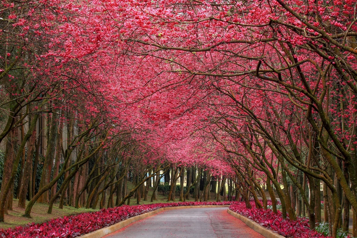 2026九族櫻花祭 (7)