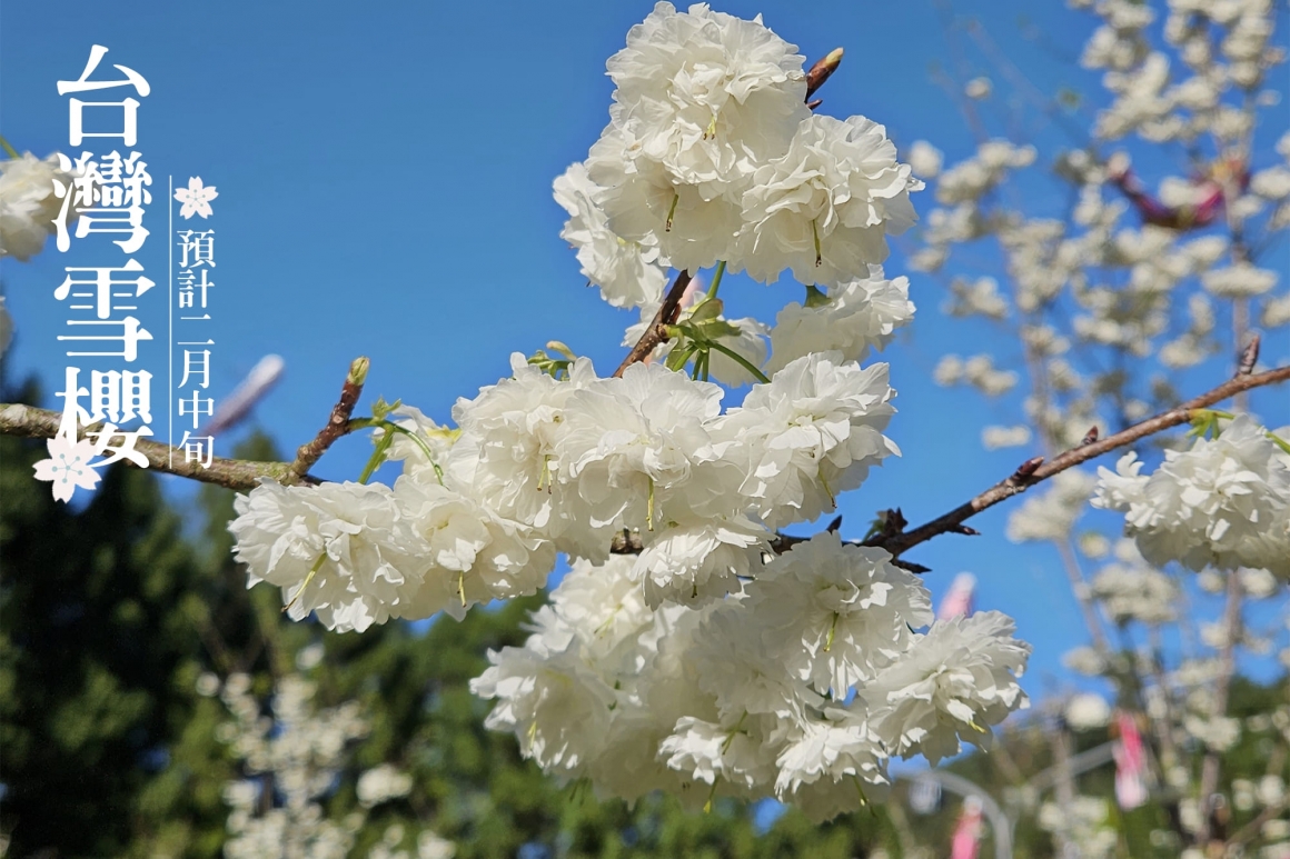 2026九族櫻花祭 (3)