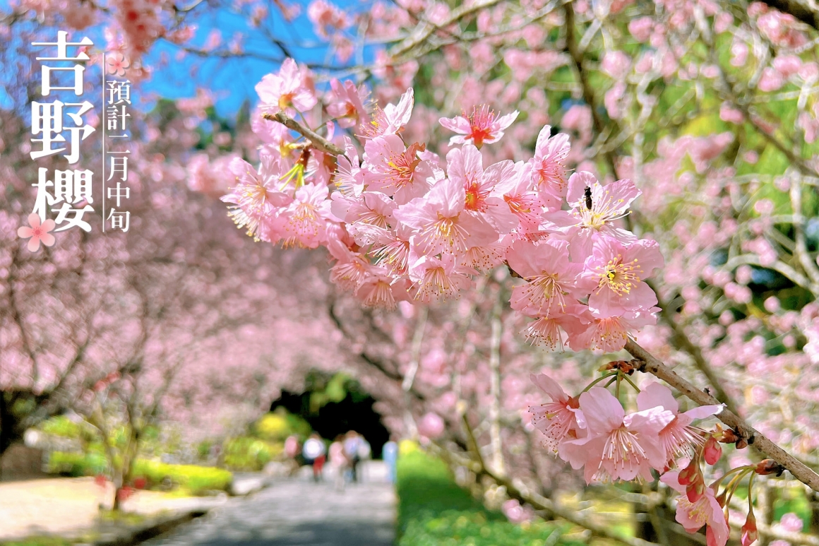 2026九族櫻花祭 (2)