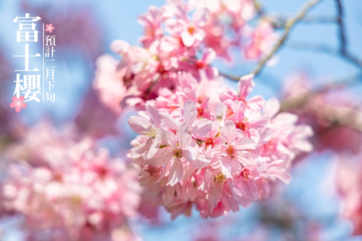 2026九族櫻花祭 (5)